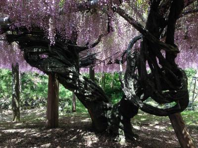 藤棚と竹林に癒される～北九州で花と緑を感じる一日