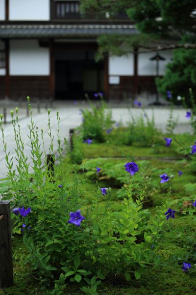 京都　花めぐり～南禅寺天授庵、金福寺