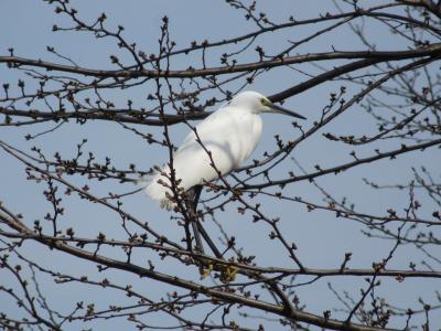 2015年3月15日：武蔵野の森探訪　武蔵野の森公園～野川公園