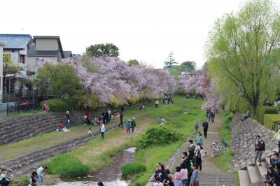 2015年4月12日：武蔵野の森探訪　春の賑わいの武蔵野公園