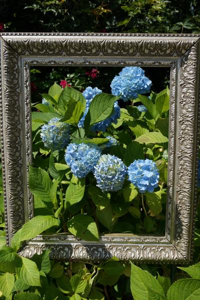 あじさいの花が咲く箱根を散策②ガラスの森美術館