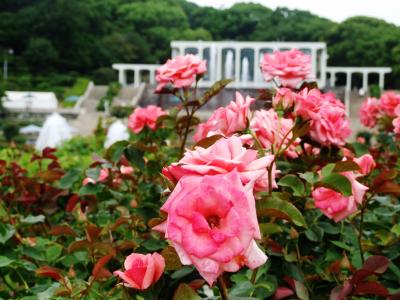 再び神戸、バラの須磨離宮公園から御影の香雪美術館へ！