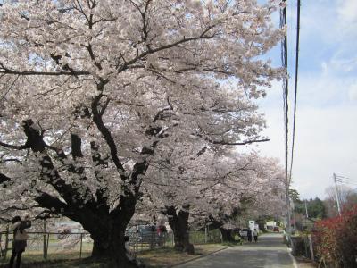 山高神代桜と清春芸術村