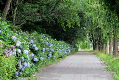 2015梅雨、尾張の紫陽花巡り：愛知県護国神社(3/3)：名城外堀のアジサイ、西洋アジサイ