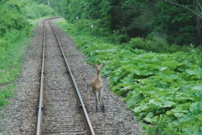 熊やエゾシカが現れる釧路ローカル線の旅（北海道）