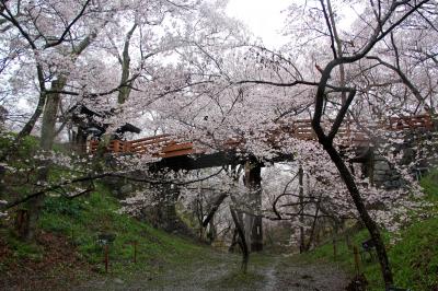 信州の名桜を味わう。　後編・高遠編