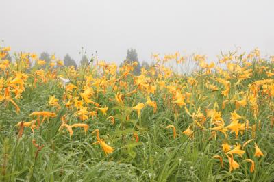 白山高山植物園　（今なら白山に登らずとも白山の高山植物が見れる）