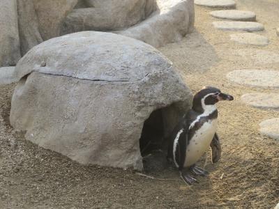 しものせき水族館 「海響館」へ行ってみた