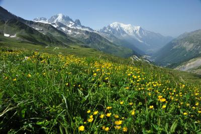 スイス花とハイキングの旅シャモニーバルム