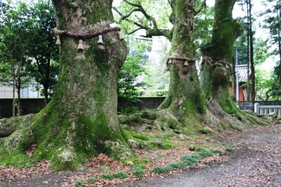樹齢７５０年の楠の木と轟神社で出逢う