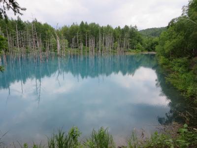 梅雨からエスケープ！大自然を味わう北海道３泊４日☆その３☆野菜ゴロゴロカレー食べて、青い池・いろんな木にご挨拶するのだ(^o^)／