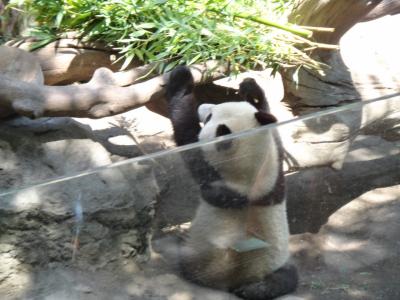 サンディエゴ家族旅行1～サンディエゴ動物園