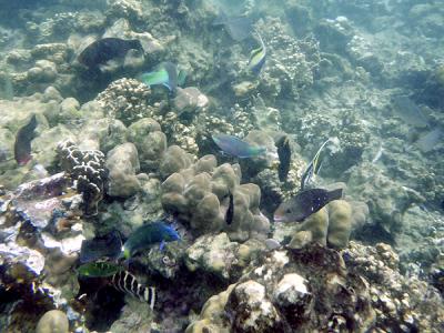 ２０１５クラビ旅行Ⅴ　ピピ島３日目～最終日