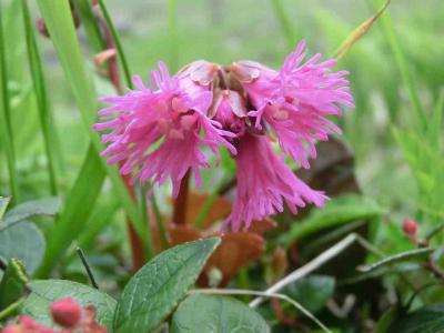 夏山で春の花を見る　ハードな能郷白山登山記