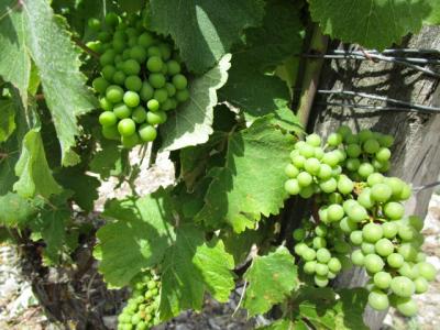 ロワールワインカーブ デギュスタシオン&ダビンチの館