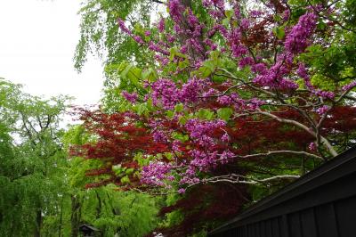 角館に行ってみた～角館編