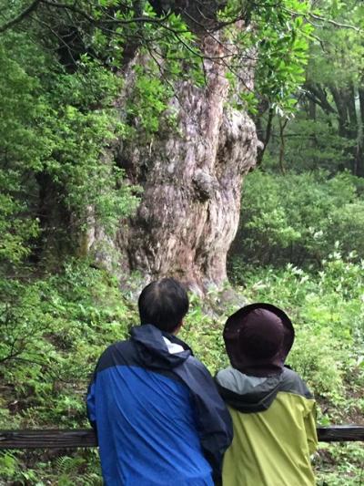 縄文杉に出会う