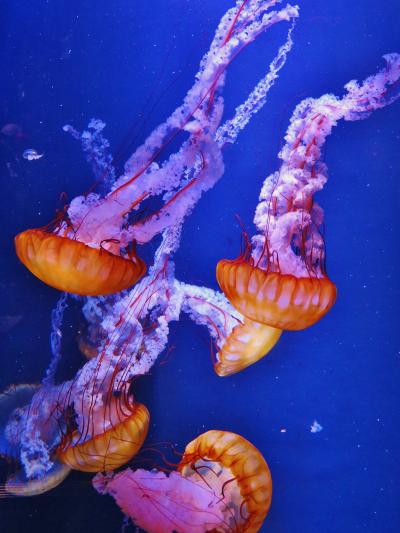 鶴岡5/7　加茂水族館　クラゲの展示50種類以上　☆クラゲ研究所も併設