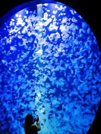 鶴岡6/7　加茂水族館　クラゲプラネットに2000匹　☆レインボー色のLED照明も