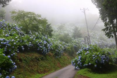 道無き道を。千葉県大多喜町　麻綿原高原の紫陽花