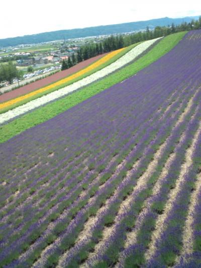 １５夏　富良野美瑛日帰りバスツアーに参加しました