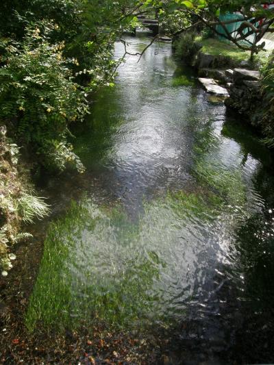 花の伊吹山登山と琵琶湖周辺の旅・・・④醒井宿の梅花藻の花を楽しみ琵琶湖畔へ