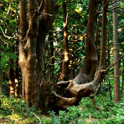 魅かれるように最上川の巨人たちと遭遇　(トトロ　と　恐竜が　いっぱい)