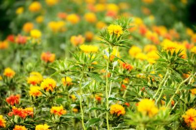 紅花が咲いているのを見てみたい