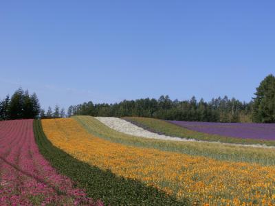 北の国から　～遥かなる大地の花～　2015 　《ファーム富田》