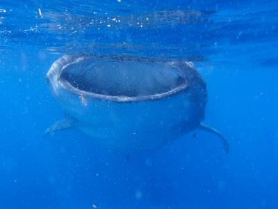 行きは良い良い、帰りは長~いアエロメヒコ航空で行くカンクン ~海の中の絶景 ジンベイ大漁~