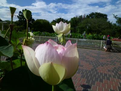 神奈川県立フラワーセンター大船植物園で蓮を愛でる。