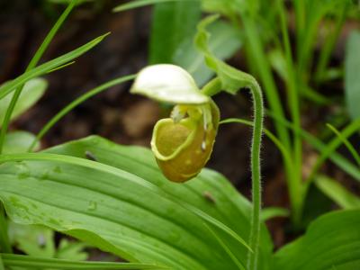 チャーター便ヤクーツク航空で行く　高山植物の楽園　カムチャッカ紀行　ｄａｙｓ５