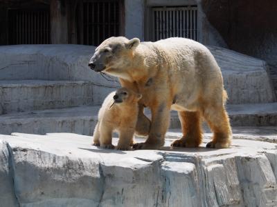 　天王寺動物園に白熊の赤ちゃんがいるの～＼(^o^)／