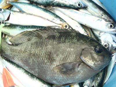 雨晴海岸で釣り