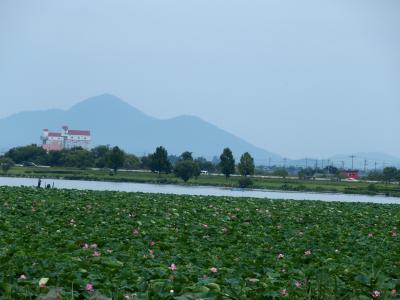 滋賀琵琶湖烏丸半島のハス2015