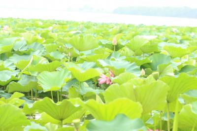 夏ひんやり水辺の花