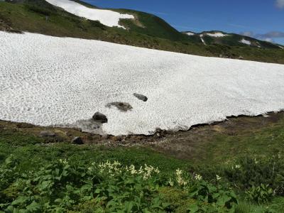 海の日なんだけど山。コバイケイソウ咲く真夏の立山へ行く