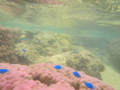 day3 西表島・星砂の浜でシュノーケリング [15' 子連れ（4歳幼児）・両家3世代で行く7月の八重山]