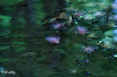 沖縄・八重山諸島の旅(1)☆西表島の海とマングローブとサバリバナに水牛車☆