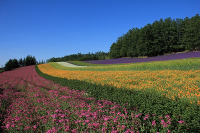 2015　北海道の旅～（２）富良野のラベンダー畑と美瑛・青い池と四季彩の丘