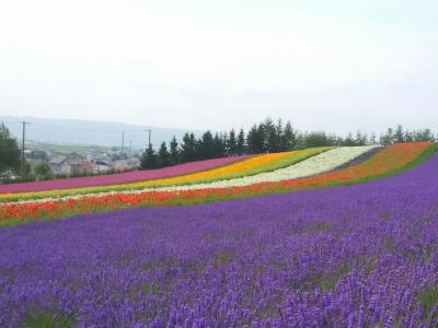 富良野・・ファーム富田と風のガーデンの花たち