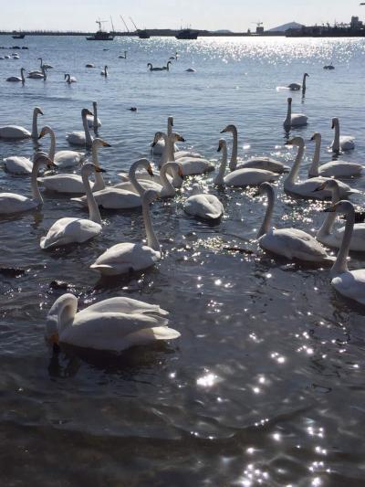 世界最大の白鳥生息地ー成山衛白鳥湖