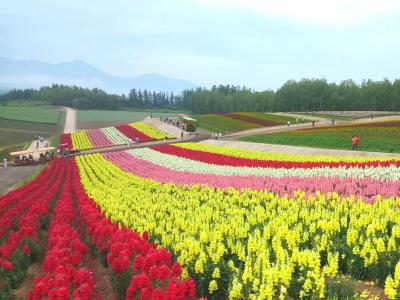 美瑛２・・パノラマロードの四季彩の丘