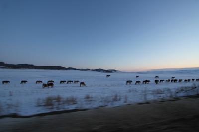 モンゴルのズーンハラーにて雪原乗馬