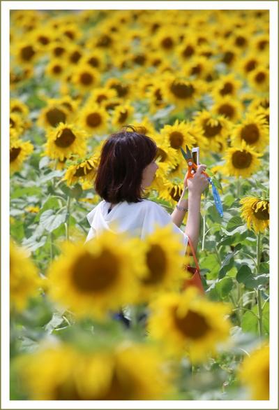 Solitary Journey ［1619］ 三次の夏の風物詩「ひまわりまつり」が終了したあとのひまわり畑を訪ねて♪＜君田のひまわり畑＞広島県三次市