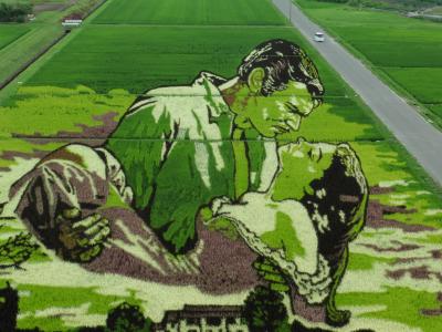 最上級の絨毯　田舎館村の田んぼアート　2015