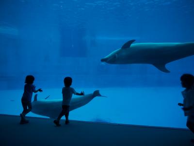 シャチに会いたくて☆名古屋港水族館