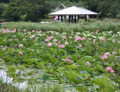 信州・中野「浜津ヶ池」”ハスの花”