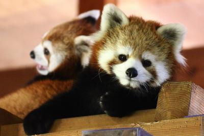 猛暑の週末をレッサーパンダと涼みに長野・茶臼山動物園へ（２）半日一緒に過ごしたレッサーパンダのポポくん・ジャジャちゃん、元気一杯遊んだりケンカしたりご飯を食べたり、時にはポーズをとってくれたり@