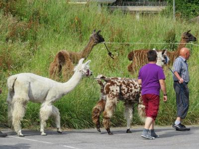 動物ウォッチング